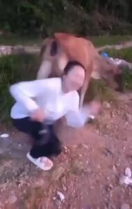 فیلم جفتک ناگهانی گاو به دختر