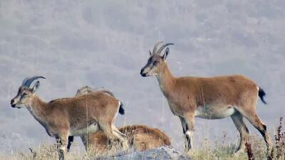 قابی زیبا از سلطان صخره‌ها