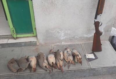 دستگیری ۲ شکارچی غیرمجاز کبک در بیجار
