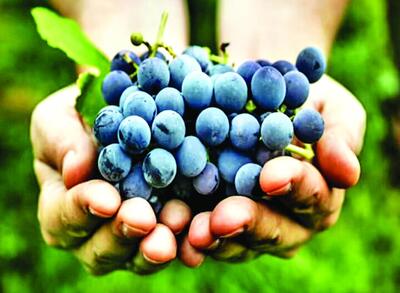 خواص انگور سیاه برای قلب و مغز
