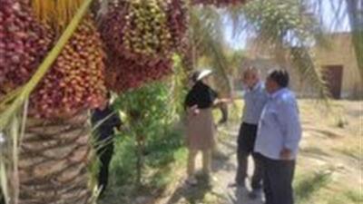 رصد و پایش نخل به نخل آفت سوسک سرخرطومی خرما در یزد