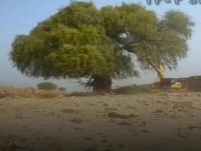 واکنش منابع طبیعی به قطع درختان بزرگ توسط منطقه ویژه پارسیان