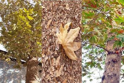 بررسی مشکل خشک شدن برخی درختان ارومیه در دستور کار استانداری