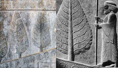 چرا اجداد ما ایرانیان به درخت سرو بسیار بها می‌دادند؟ (اینفوگرافی)