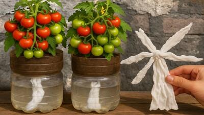 ۳ ترفند بدون نقص برای کاشت گوجه فرنگی (حتی در فضاهای کوچک)