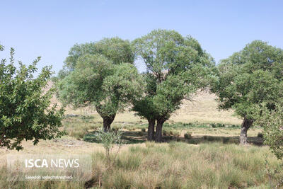 طبیعت بکر سرسقاوه