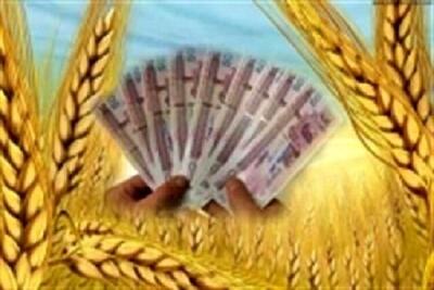 طلب ۲۵۸۴ میلیارد ریالی گندمکاران خراسان شمالی از دولت