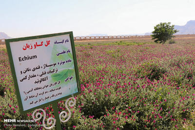 راه‌اندازی هنرستان گیاهان دارویی با همکاری جهاد دانشگاهی
