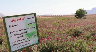 پرورش دانش و مهارت در حوزه گیاهان دارویی با مشارکت جهاددانشگاهی