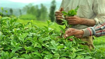 سالانه ۷۰ هزارتن چای در کشور مصرف می‌شود