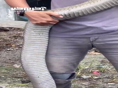شاه کبرای مالزیایی؛ طولانی‌ترین مار سمی روی کره زمین!