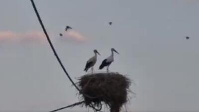 ۲ دهه همسایگی لک‌لک‌ها با اهالی این روستا