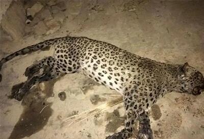 کشف لاشه یک قلاده پلنگ در چمستان مازندران