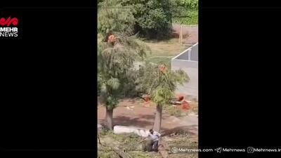 ماجرای گردن‌زنی درختان در بابلسر چه بود؟