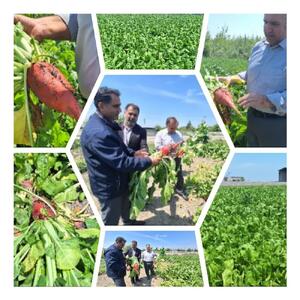 از شروع برداشت برنج در سوادکوه تا بهره‌برداری از ۸ طرح کشاورزی طی هفته دولت در قائمشهر
