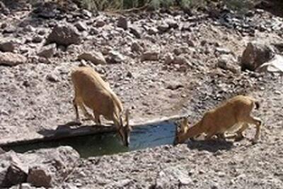 فیلم/ آب‌رسانی به جانوران تشنه در دل گرمای تابستان