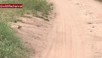 فیلم حمله مرگبار ماهی‌خورک به جوجه بلدرچین