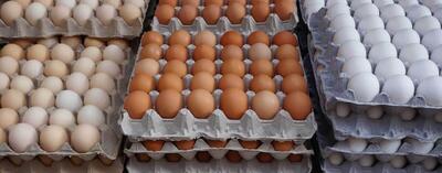 خرید حمایتی تخم‌مرغ و صادرات به افغانستان و پاکستان آغاز شد