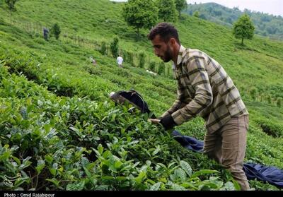 نقش حیاتی تأمین به‌موقع کود در پایداری تولید چای گیلان - تسنیم