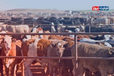 قیمت دام زنده امروز 26 مرداد 1404 + جدول
