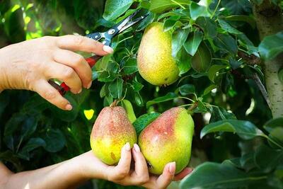 خواص فوق‌العاده گلابی برای لاغری و پیشگیری از سرطان