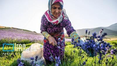 دلالان، برنده اصلی بازار گیاهان دارویی خراسان شمالی