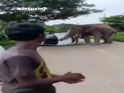 لحظه حمله فیل وحشی به یک خودرو در هند