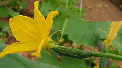 هرس بوته خیار رو از زبان کشاورز بشنویم / اصول کاشت خیار در گلخانه صادراتی!