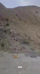گردش خرس سیاه آسیایی در هرمزگان