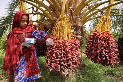 پول خرما به طور مستقیم به حساب کشاورزان واریز می‌شود