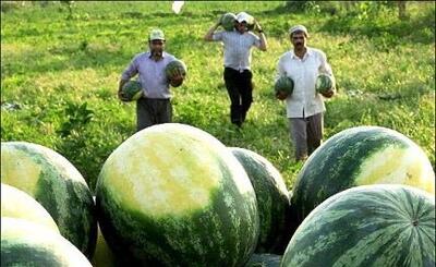 وداع کشاورزان همدان با محصولی که آب را می‌بلعد