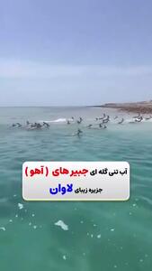 تصویری نادر از آب‌تنی گله‌ای جبیرها در آب‌های نیلگون خلیج فارس