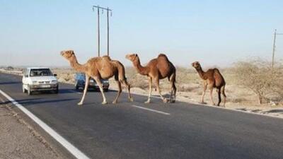 دستور قضایی ‌برای جمع‌آوری شترهای سرگردان بندرخمیر صادر شد