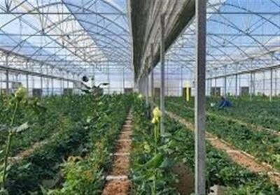 مجوزهای ‌احداث گلخانه در لرستان ‌24 ساعته صادر خواهد شد - تسنیم