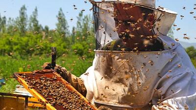 ارزش اقتصادی طرح جدید زنبور ۶ همت است