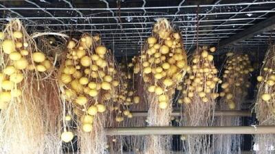 نخستین کشت ایروپونیک سیب زمینی در شهرکرد به بار نشست + فیلم