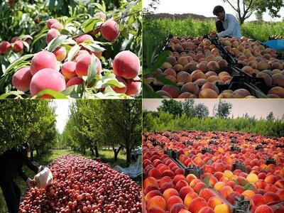 پیش‌بینی برداشت ۲۱ هزار تن محصول هسته‌دار از باغات کهگیلویه و بویراحمد