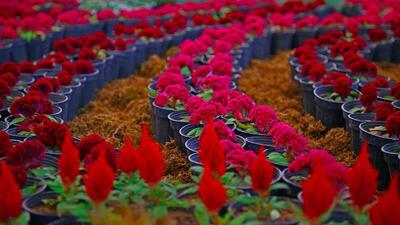 پایانه گل محلات پنجره‌ای به روی ارزآوری