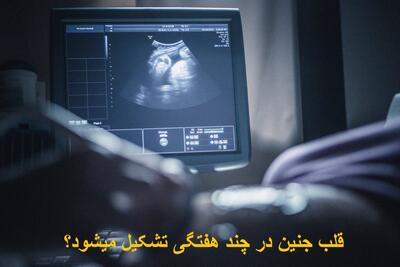 قلب جنین پسر و دختر در چند هفتگی تشکیل میشود؟ صدای آن کی شنیده می شود؟
