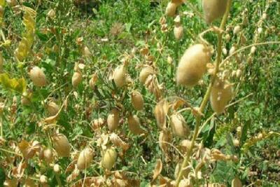 گام‌های نوین کشاورزی برای افزایش تولید حبوبات با مصرف کمتر آب