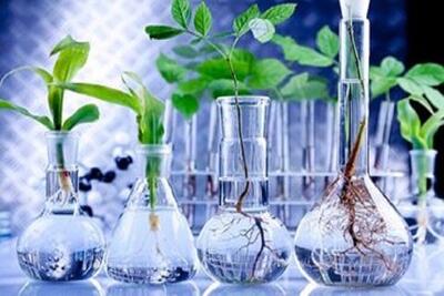 احداث پالایشگاه گیاهان دارویی در خراسان شمالی