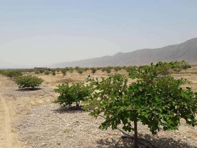 کاشت ۵۰ هزار نهال در دشت جیهون شهرستان بندرخمیر