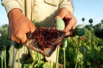 احتمال کشت رسمی مواد مخدر برای تأمین دارو