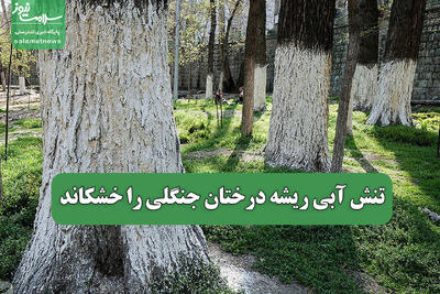 تنش آبی ریشه درختان جنگلی را خشکاند