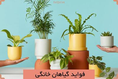 فواید گیاهان خانگی برای سلامت جسم و روان | شفقنا، آخرین اخبار ایران و جهان