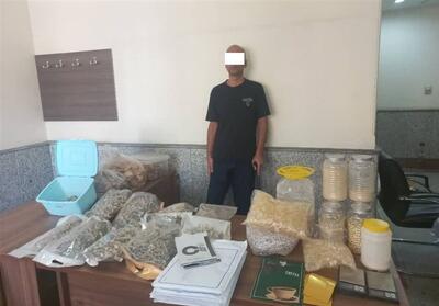 دستگیری موادفروشی با 2000فالوئر در اینستاگرام/ کشف 17کیلو قارچ سمی توهم‌زا - تسنیم