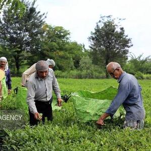 واردات چای به کارخانجات واگذار شد