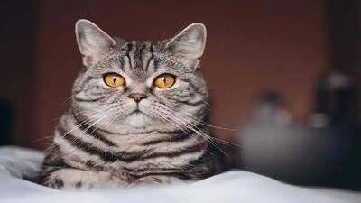نجات بچه گربه از هود آشپزخانه با کمک گربه مادر و آتش‌نشان (فیلم)