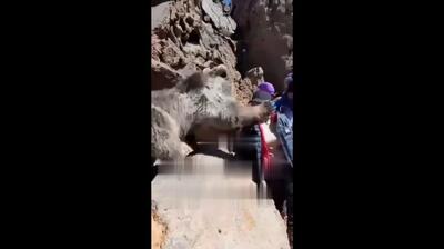 حمله خرس به یک دختر در مشگین‌شهر اردبیل (فیلم)