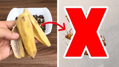 روش طبیعی از بین بردن سوسک در تابستان / دیگه از حشره کش استفاده نکنید
